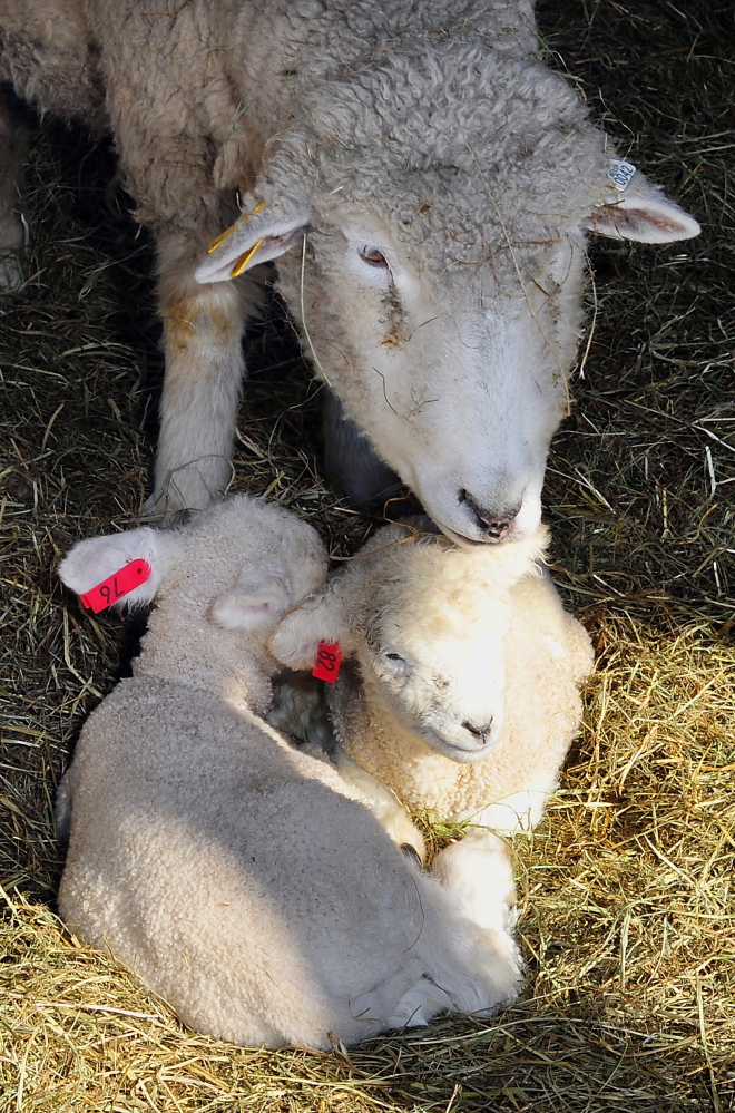 All ewe need is love, as a mother sheep cleans the wool of her twin lambs born in the past week at Wolfe’s Neck Farm. In due time, most of them will have a destiny with the dinner table.