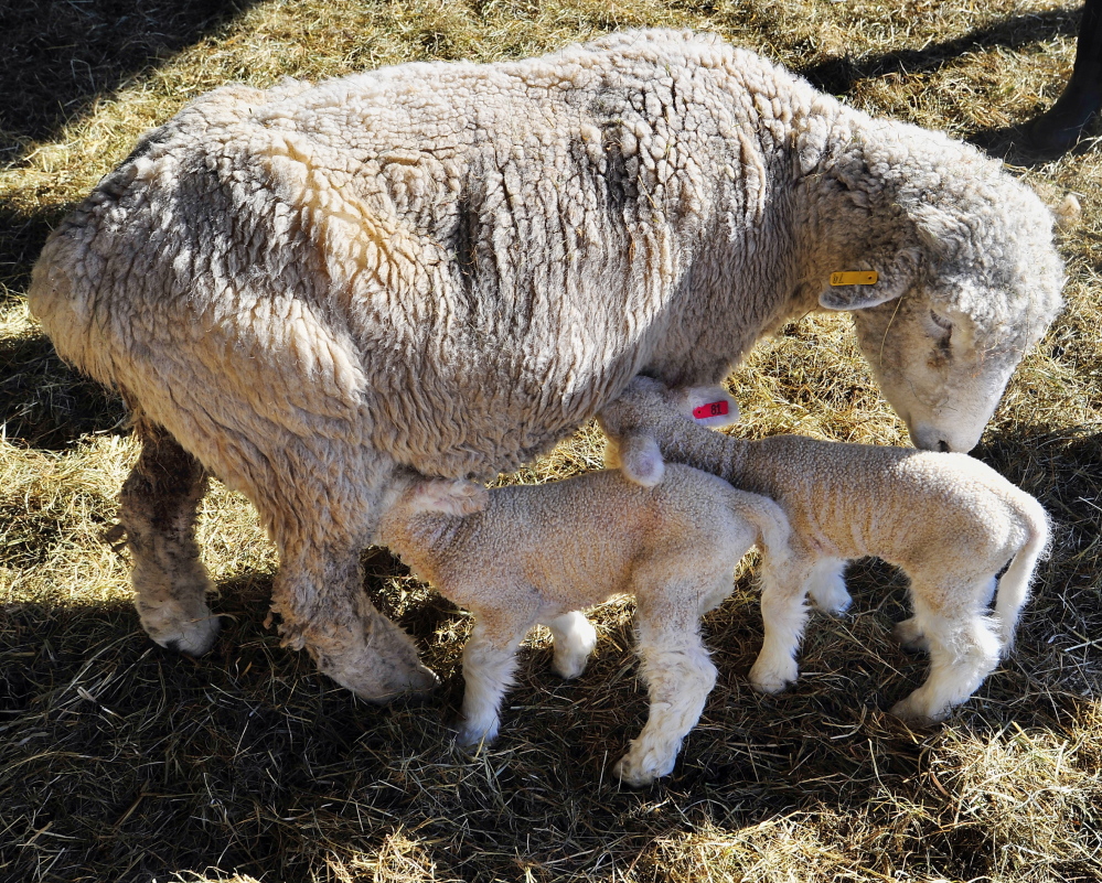 The mother ewe does her duty as her newly born twins go for nourishment while having their wool cleansed on a recent morning at Freeport’s Wolfe’s Neck Farm, which invites the public to come on over and observe the birthing of the baby sheep.