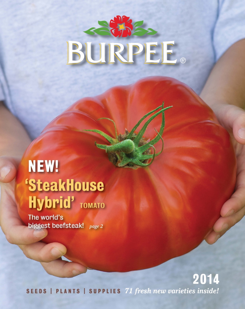 Burpee’s new Steakhouse, pictured on its catalog cover, is the largest beefsteak tomato ever bred, tipping the scales at up to 3 pounds, according to the company.