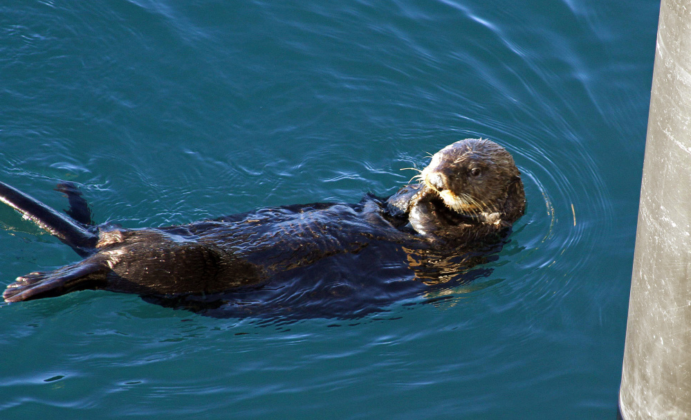 A sea otter, left, swims in the bay near the ferry dock in Valdez, Alaska on Thursday.