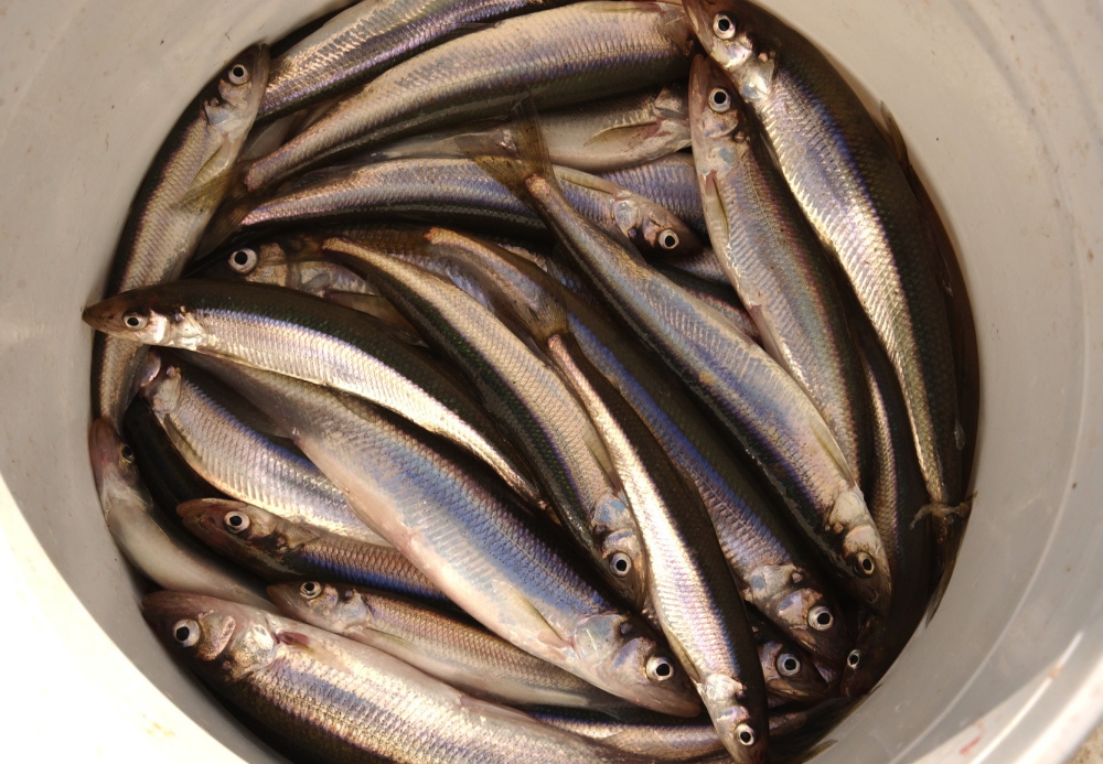 Smelt numbers are dropping in central and southern Maine, and the loss could have a significant commercial, recreational and ecological impact on the state.