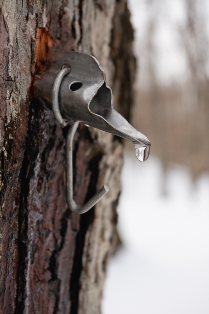 Sweetness on tap: Soon comes the drip, drip, drip of the sap, music to the ears of the state’s maple syrup producers ... and consumers.