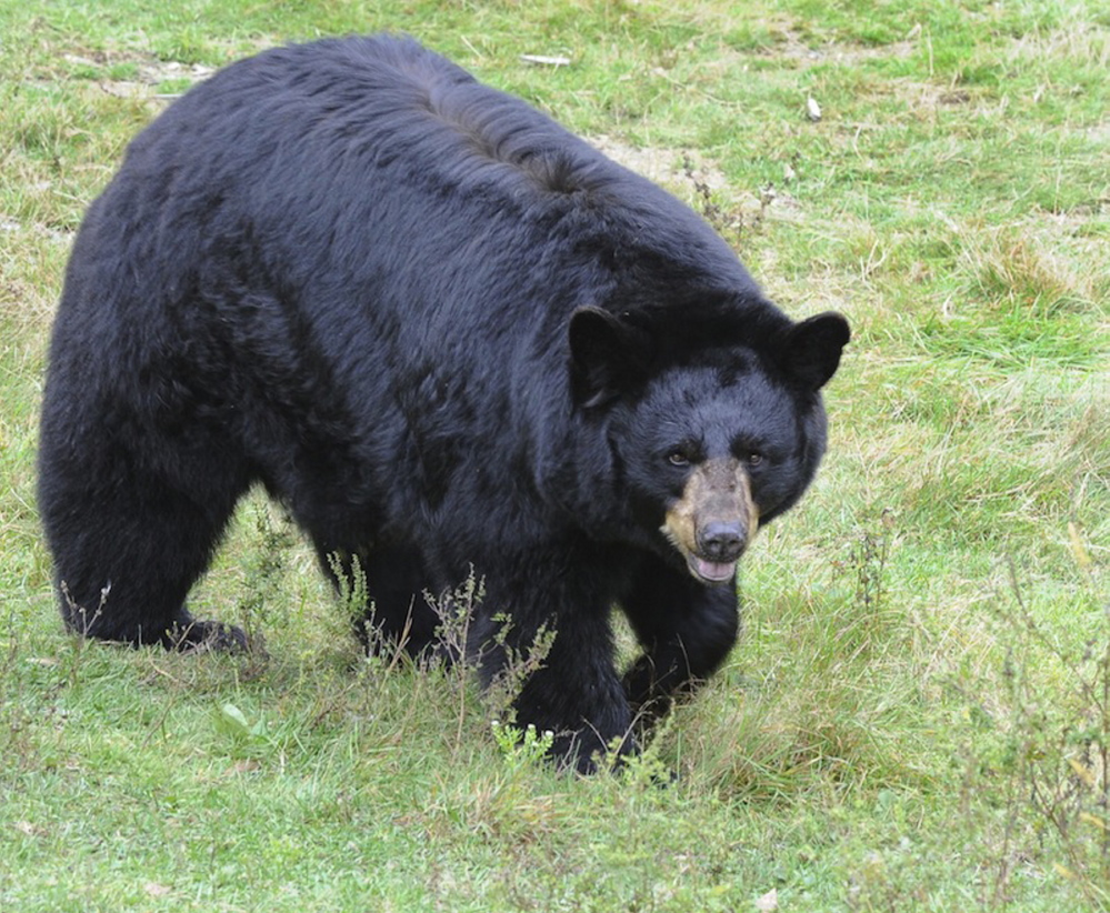 A proposal would prohibit the use of bait, dogs or traps to hunt bears, but opponents say such methods provide essential tools to control the population.