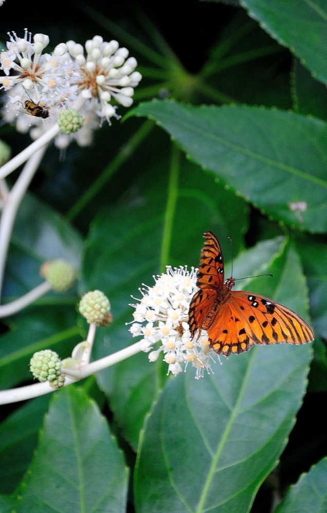 The gulf fritillary butterfly is one of several species you may find feeding on the fall blossoms of the fatsia.