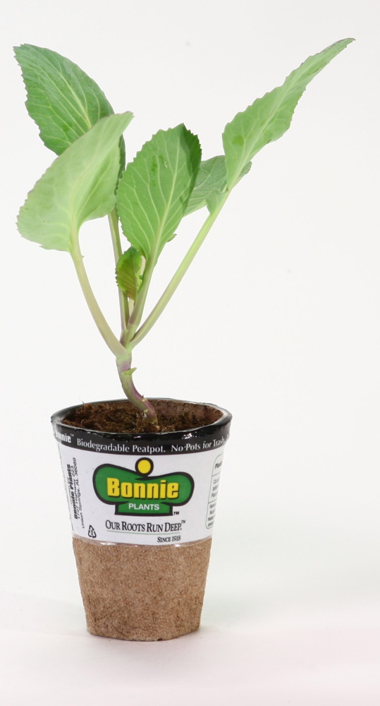 Teachers can order starter kits from Bonnie Plants for the “Kids Grow Green: Cashing in Cabbage” program.
