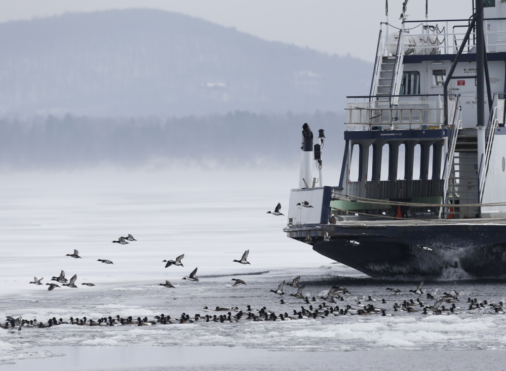 Ducks take flight as the Essex-Charlotte ferry nears its dock in Essex, N.Y., on Wednesday. Thousands of birds that normally scatter across the 120-mile lake are drawn to the ferry channels.