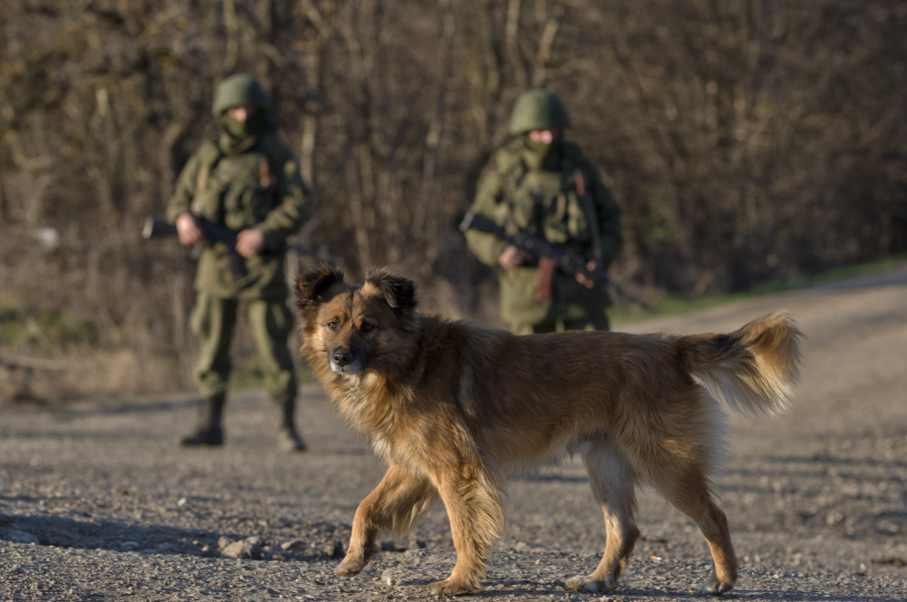 A dog walks past Russian soldiers outside a Ukrainian infantry base in Perevalne. Thousands of troops and equipment are at the Ukraine border as part of a training exercise.