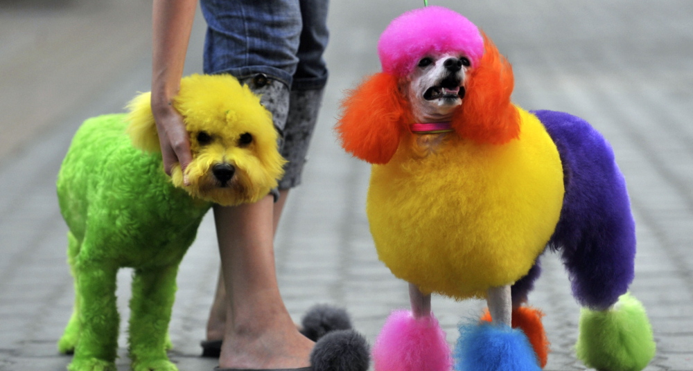 Dogs strut their colorful do’s after visiting a pet beautician. Americans spent a record $55.7 billion on pet care in 2013.