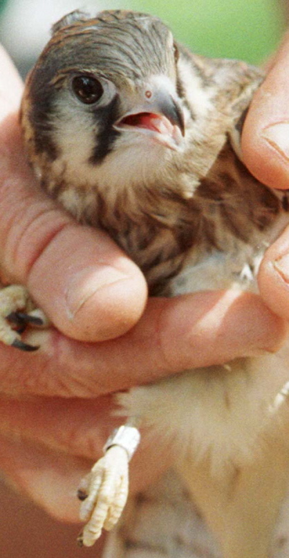 An American kestrel wears a bird band. Biologists are closely watching the tally of these birds in order to monitor fluctuation in their population.