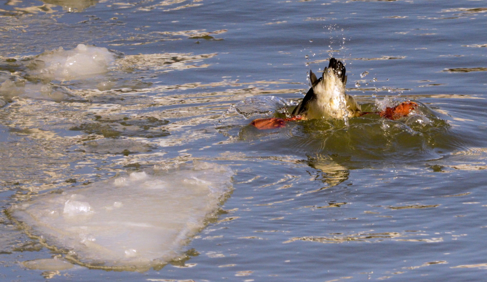 A duck swims in the Manitowoc River in Wisconsin late last month. In the Great Lakes region, duck carcasses began piling up by the hundreds in January.