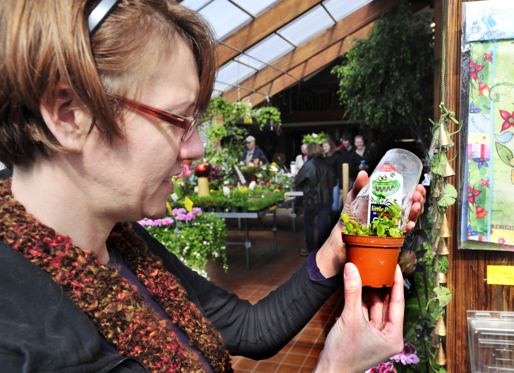 Erica Giddinge of Pownal inspects a Venus flytrap on Saturday while visiting Skillins Greenhouses in Falmouth with her daughter Taisey, 8. Spring officially arrives Thursday.