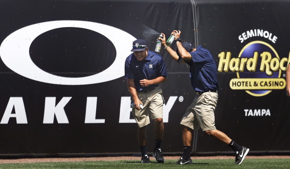 Members of the New York Yankees ground crew combat a swarm of bees that delayed the a spring training game vs. the Boston Red Sox in the third inning at George M. Steinbrenner Field in Tampa, Fla., March 18, 2014.