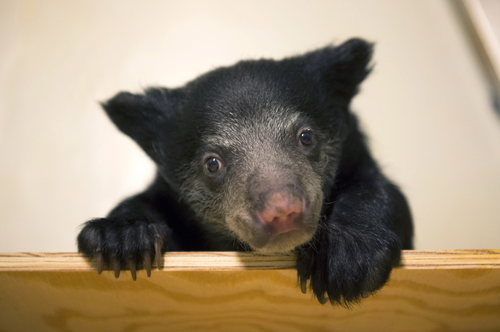 Zookeepers are hand-raising this female sloth bear cub, shown Tuesday at the Smithsonian National Zoo in Washington.