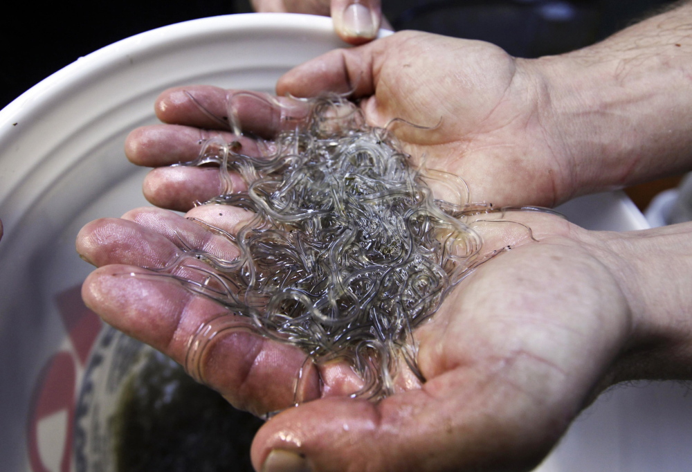 In this March 2012 photo, a man holds elvers, young, translucent eels, in Portland, Maine. The Passamaquoddy tribe, which believes natural resources belong to all tribal members, is going to try to submit emergency legislation aimed at eliminating individual fishing quotas mandated for the upcoming elvers season.