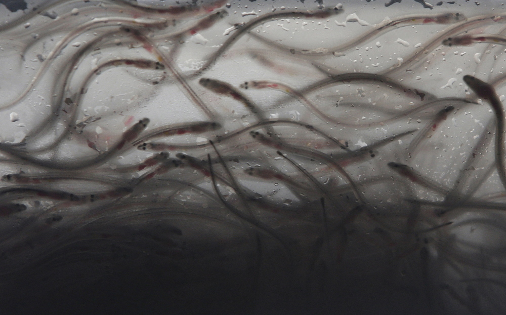 Elvers swim in a plastic bag in an illegal shipment confiscated by authorities at Manila’s International Airport in the Philippines in 2012. Baby eels have become a valuable fishery. The Associated Press