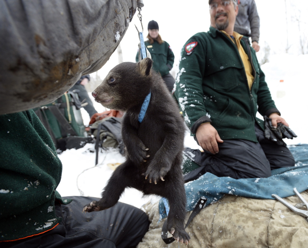 A bear cub is weighed by technicians with the Department of Inland Fisheries and Wildlife.