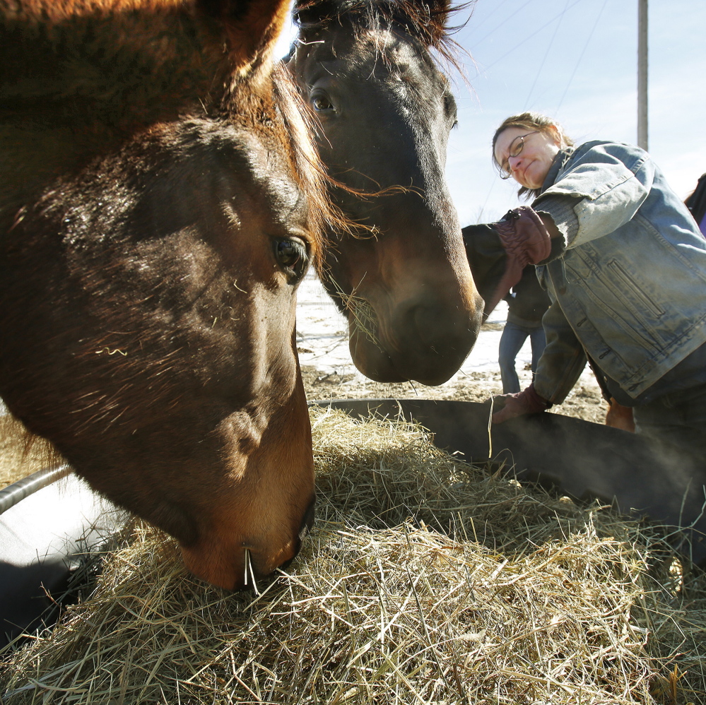 Squidgy and Graduate are two of the luckier thoroughbreds who are among four getting tender loving care from Elizabeth Dickerson at Northstar Horse Rescue.