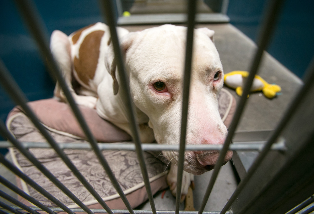 Mickey, a pit bull, looks through the bars of his cage at West Valley Animal Care Center in Phoenix, Ariz. A judge ruled Tuesday that Mickey, who attacked an Arizona 4-year-old, will not have to be euthanized.