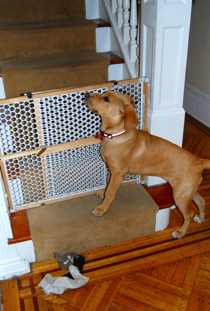 A puppy waits for children to come downstairs from their bedrooms in the morning. The gate prevents the pup from going to the second floor, where she is not yet allowed.