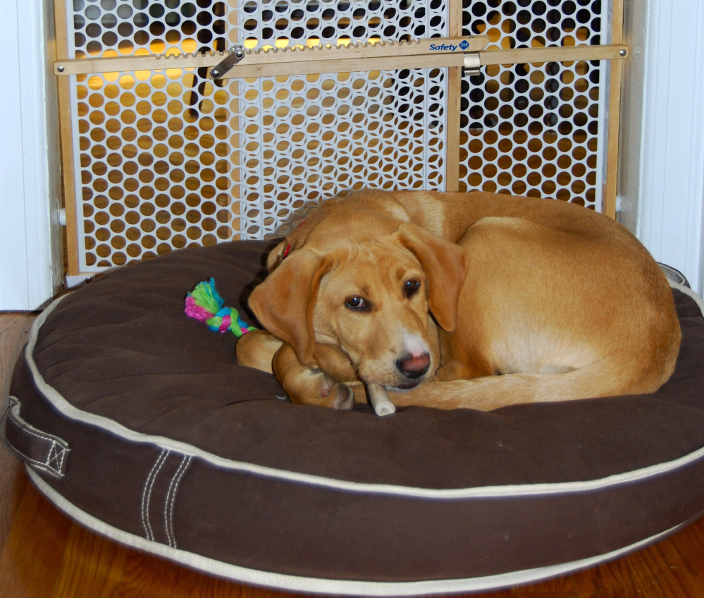 A puppy rests by a gate that prevents her from entering a formal dining room where there are fragile items and furniture with sentimental value.
