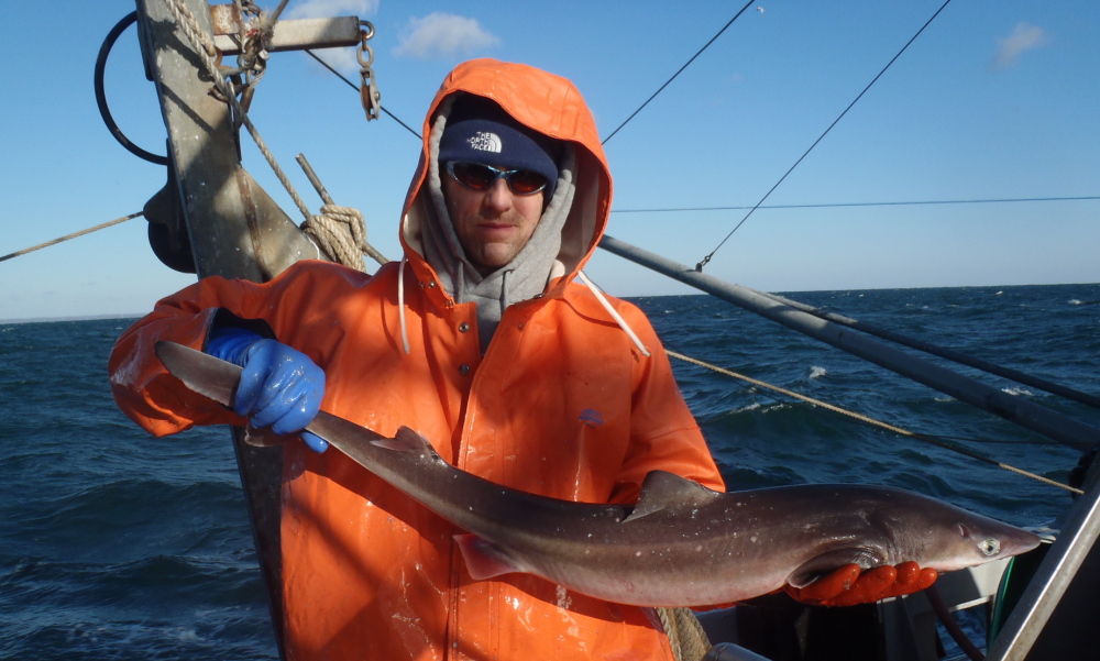 University of New England biologist James Sulikowski, shown holding a dogfish caught off Rhode Island in 2012, says “their numbers are enormous” in the Gulf of Maine.