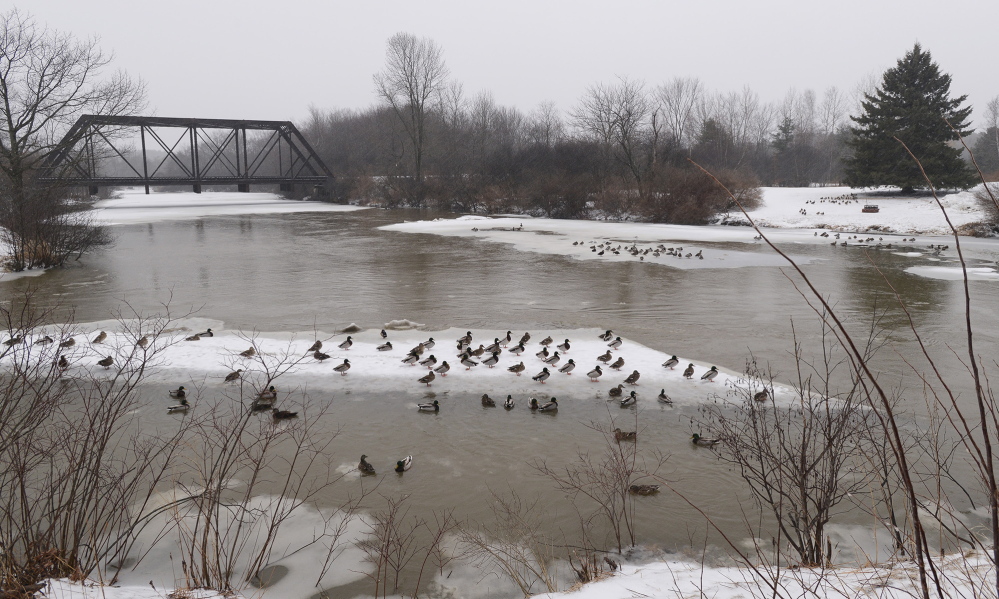 Recent rains have swollen many Maine rivers and streams, such as the Royal River in Yarmouth, where mallards find a resting spot on ice floes Monday.