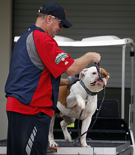 Also bullish on the Red Sox is Homer the young bulldog, who has the role of team mascot. Like the players, Homer is affable as he plays with clubhouse attendant Richard Bryce, who hails from the Maine town of Hermon, near Bangor.