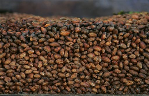 This file photo shows organic cocoa beans in storage at a factory in Ocumare de la Costa, Caracas, Venezuela. A large-scale study is being conducted to also see if pills containing the nutrients in dark chocolate can help prevent heart attacks and strokes. It is sponsored by the National Heart, Lung and Blood Institute and Mars Inc., maker of M&M's and Snickers bars. The candy company has patented a way to extract flavanols from cocoa in high concentration and put them in capsules.