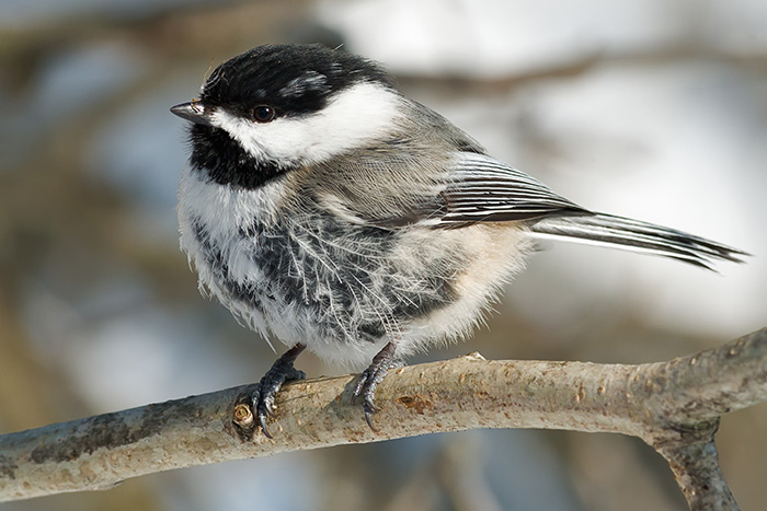 The black-capped chickadees inhabits northern North America, including Maine, up into Canada and all the way across to Alaska.