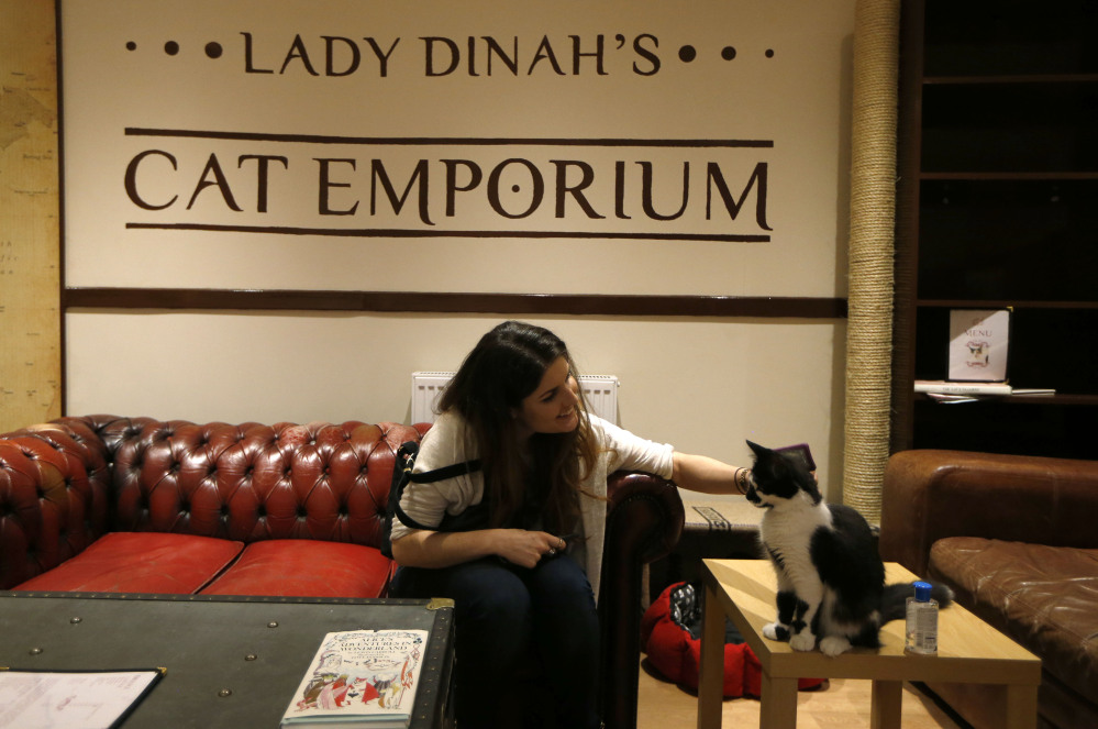 A visitor strokes a cat in the newly opened Lady Dinah’s Cat Emporium in London. Feline company is exactly what the cafe is offering and stressed-out city-dwellers are lapping it up.