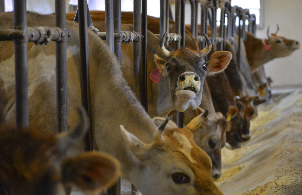 Dairy cows at Hedgebrook Farm in Winchester, Va., where a cow-sharing program run by third-generation farmer Kitty Hockman-Nicholas gives the animals’ joint owners access to raw milk.