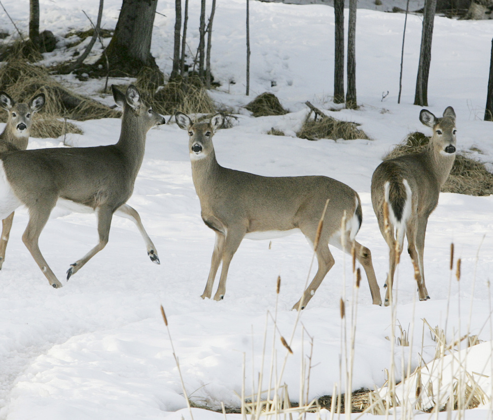 A small herd of deer looks for food. The harsh winter of 2013-2014 has taken a toll on the deer herd, with mortality rates as high as 19 percent in northern Maine.