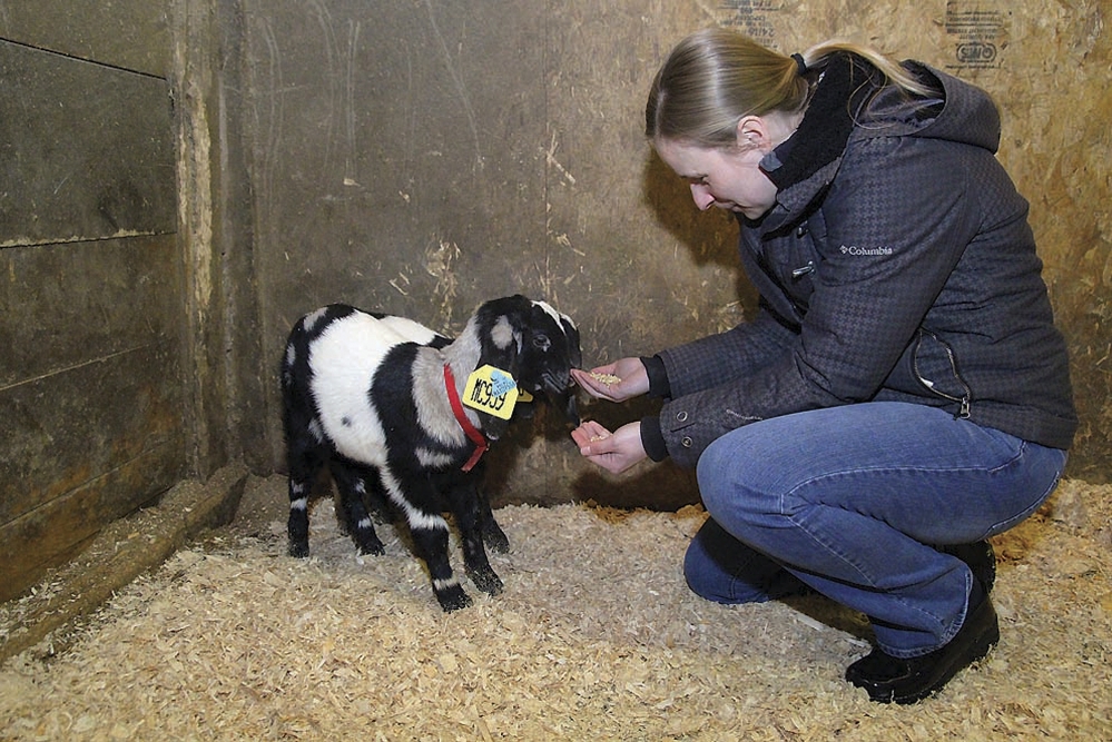 Allison Lattanzi feeds two newly acquired goats. The couple is committed to expanding agriculture in Massachusetts.