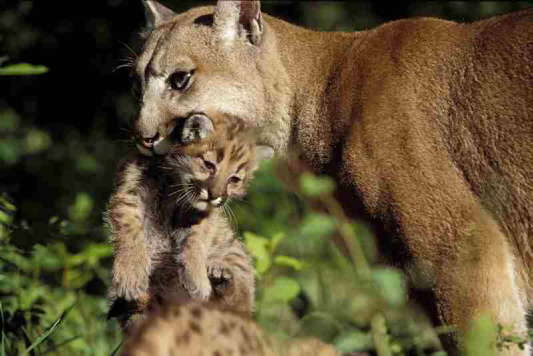 Female cougars tend to remain in the general area of their birth, while male cougars have been known to travel far.