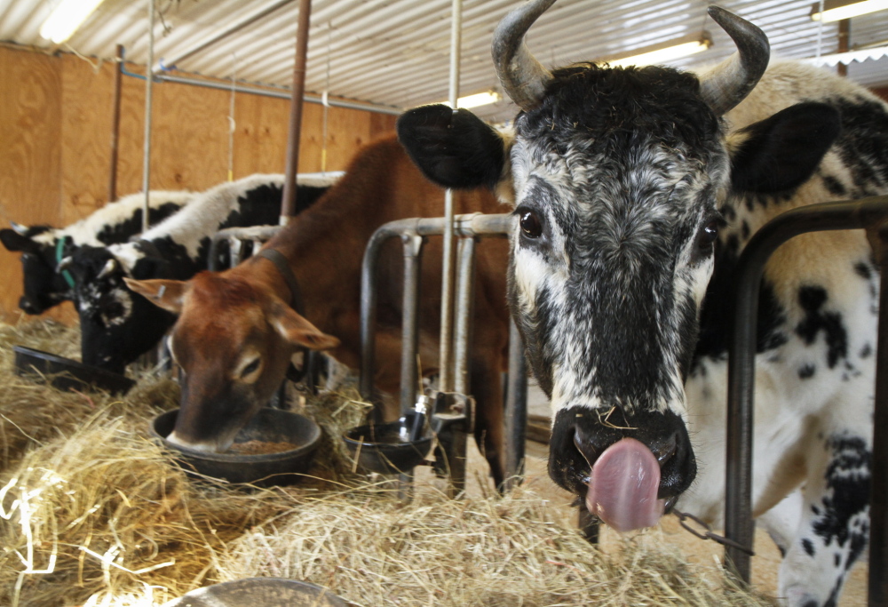 A very rare randall lineback cow feeds in the milking barn at Winter Hill Farm in Freeport. The milk from these cows is used in Sarah Wiederkehr’s milk-braised pork roast.