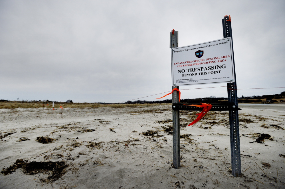 State wildlife officials closed off a section of Higgins Beach to protect shorebirds Monday, April 7, 2014.