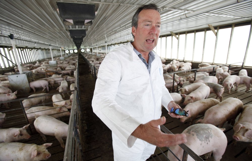 Dr. Craig Rowles stands with hogs in one of his Carroll, Iowa, farm buildings. The farmer and longtime veterinarian did all he could to prevent porcine epidemic diarrhea from spreading to his farm, but the deadly diarrhea killed 13,000 animals in a matter of weeks in November.