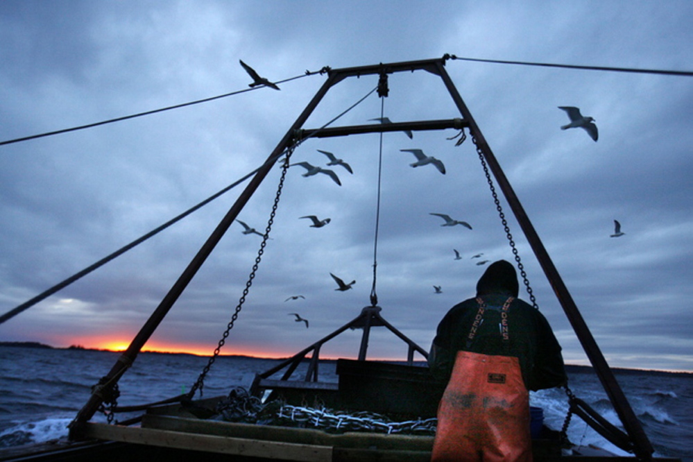 In this December 2011 file photo, gulls seeking scraps follow a fishing boat where sternman Josh Gatto shucks scallops on the trip back to shore off Harpswell, Maine. Maine’s four-month scallop season that ended in March apparently will be the state’s strongest in years.