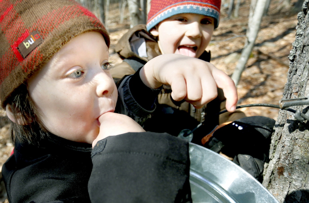 The sap’s sampled and meets the taste test of 4-year-old Iver Myles, left, and 5-year-old Bruno Pincero during a walk though the Cape Neddick woods.