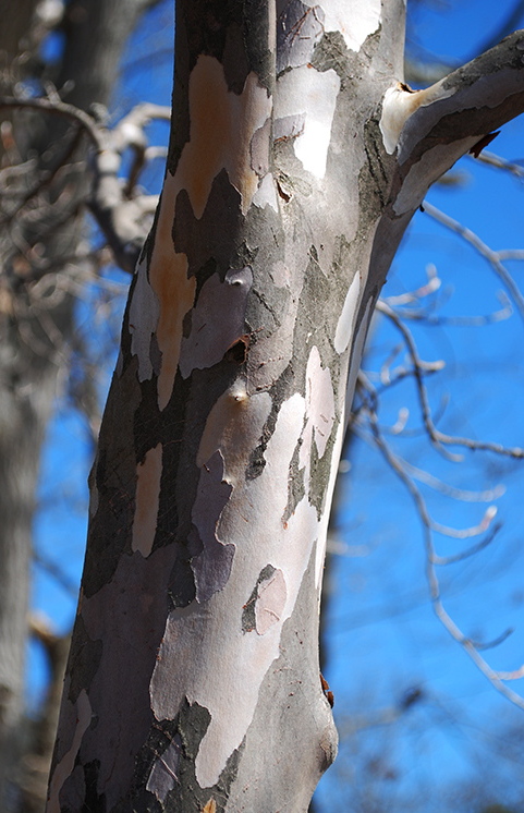 The bark of a Korean Stewartia (Koreana Stewartia) tree in Portland’s Longfellow Arboretum looks like camouflage fabric.