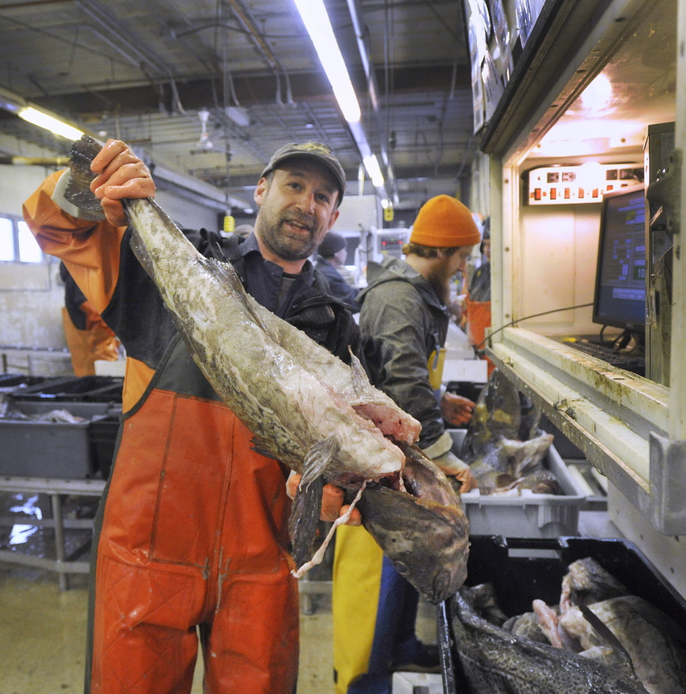 Fish sorter Nate Dunford at work at the Portland Fish Exchange on Commercial Street last month. Dunford sorts fish by species and size as fishing boats unload at the Exchange. Holding this large cod, Dunford said, “You don’t see many like this anymore.”