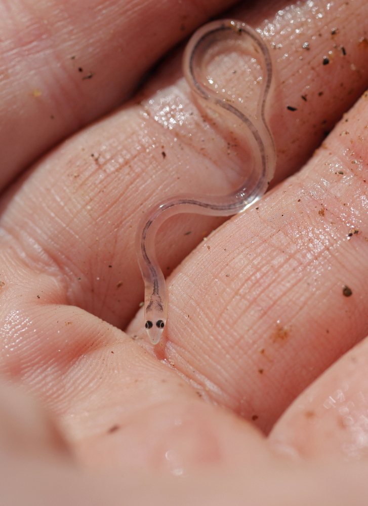 Chris Uraneck, a specialist with the Maine Department of Marine Resources, holds an elver at a Boothbay Harbor site where the DMR counts the baby eels.