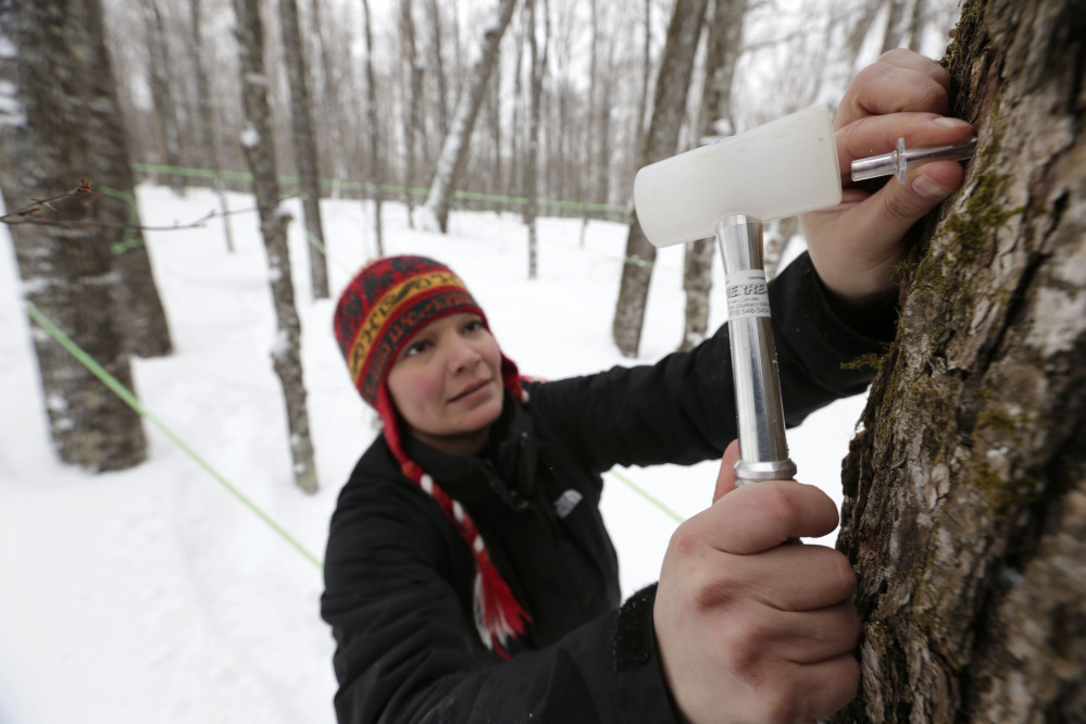 Leah Moffitt pounds a tap into a maple tree March 21 on land owned by the Passamaquoddy tribe near Jackman.