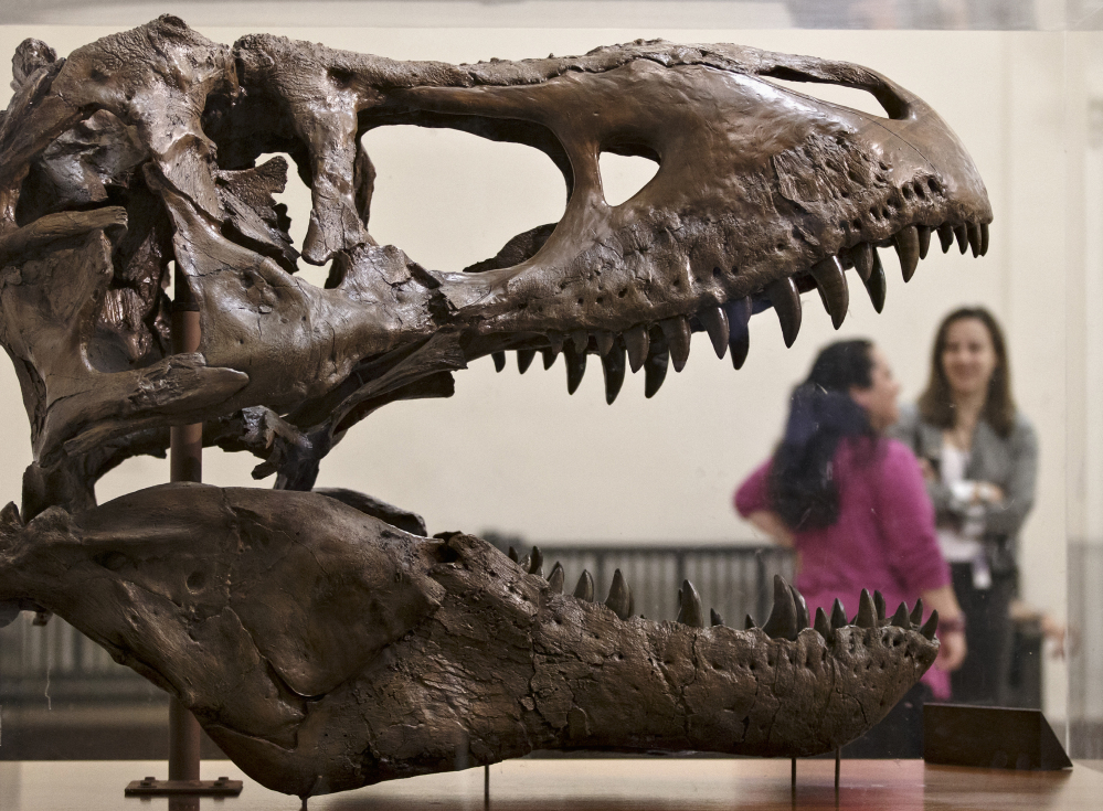 A cast of a T. rex fossil discovered in Montana greets visitors at the Smithsonian Museum of Natural History. The real bones arrived at the museum Tuesday.