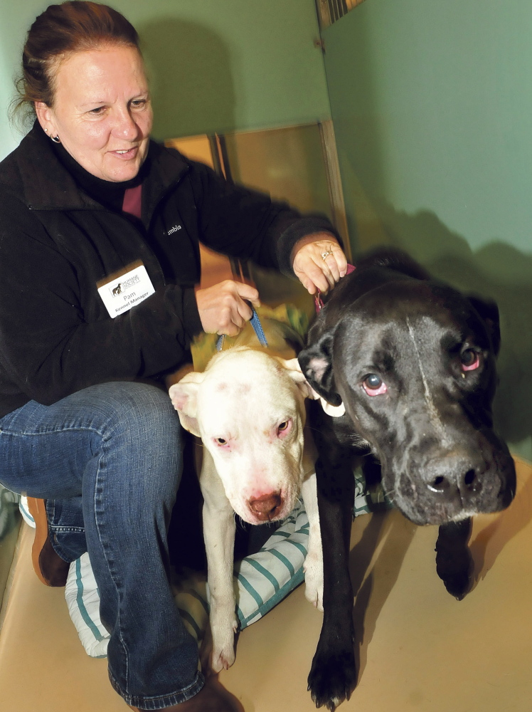 Kennel manager Pam Nichols restrains Buddy and Magnum, who were abandoned outside the Humane Society Waterville Area shelter. Both dogs’ mouths were filled with porcupine quills when the staff found them shivering in the snow Wednesday morning.