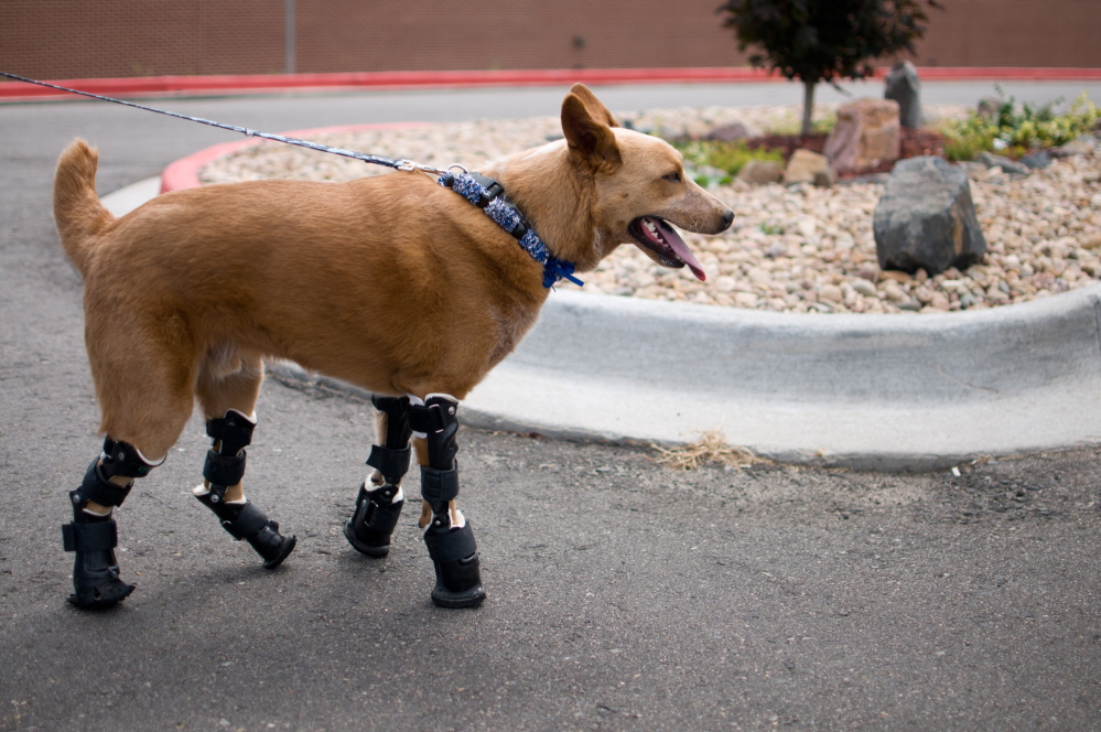 Tthis August 26, 2011 photo provided by OrthoPets, shows Naki’o, a red heeler mix breed, the first dog to receive four prosthetic limbs in Denver, Colo. Naki’o was found in the cellar of a Nebraska foreclosed home with all four legs and its tail frozen in puddles of water-turned-ice. What frostbite didn’t do, a surgeon did, amputating all four legs and giving him four prosthetics.
