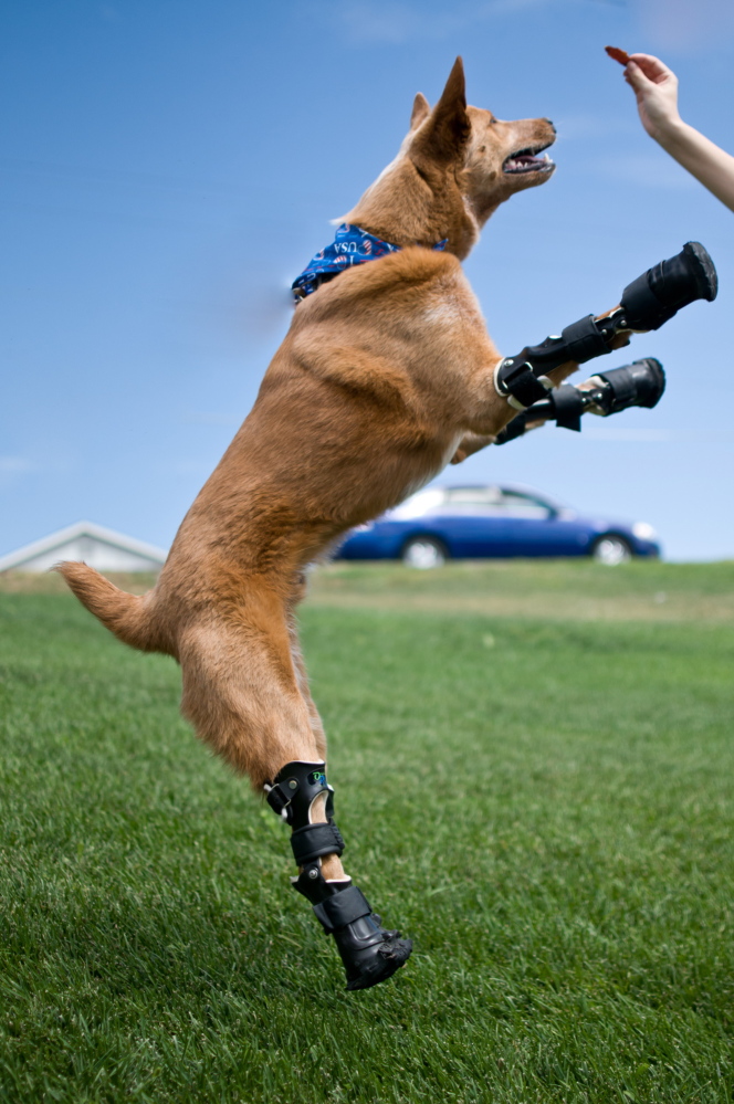 Naki’o, a red heeler mix breed, playing on her four prosthetic limbs.