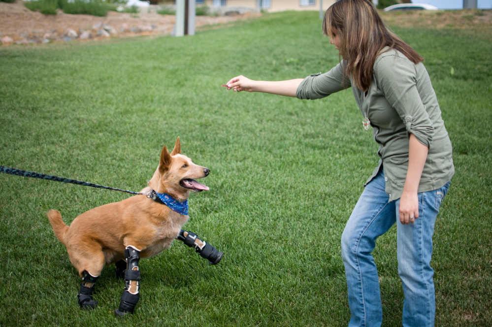 In this August 26, 2011 photo provided by OrthoPets, shows Veterinarian Christie Pace playing with Naki’o, a red heeler mix breed, the first dog to receive four prosthetic limbs,