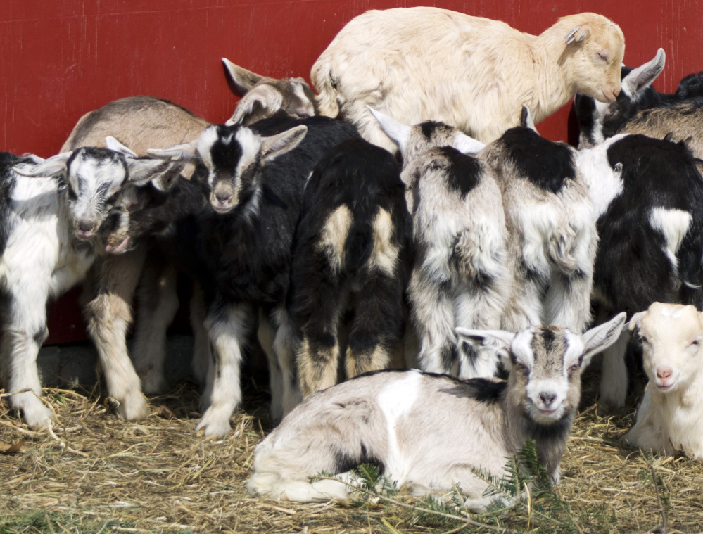 The Vermont Goat Collaborative in Colchester, Vt., brings together refugees and immigrants seeking goat meat with dairy farmers who otherwise would have no market for young male goats.
