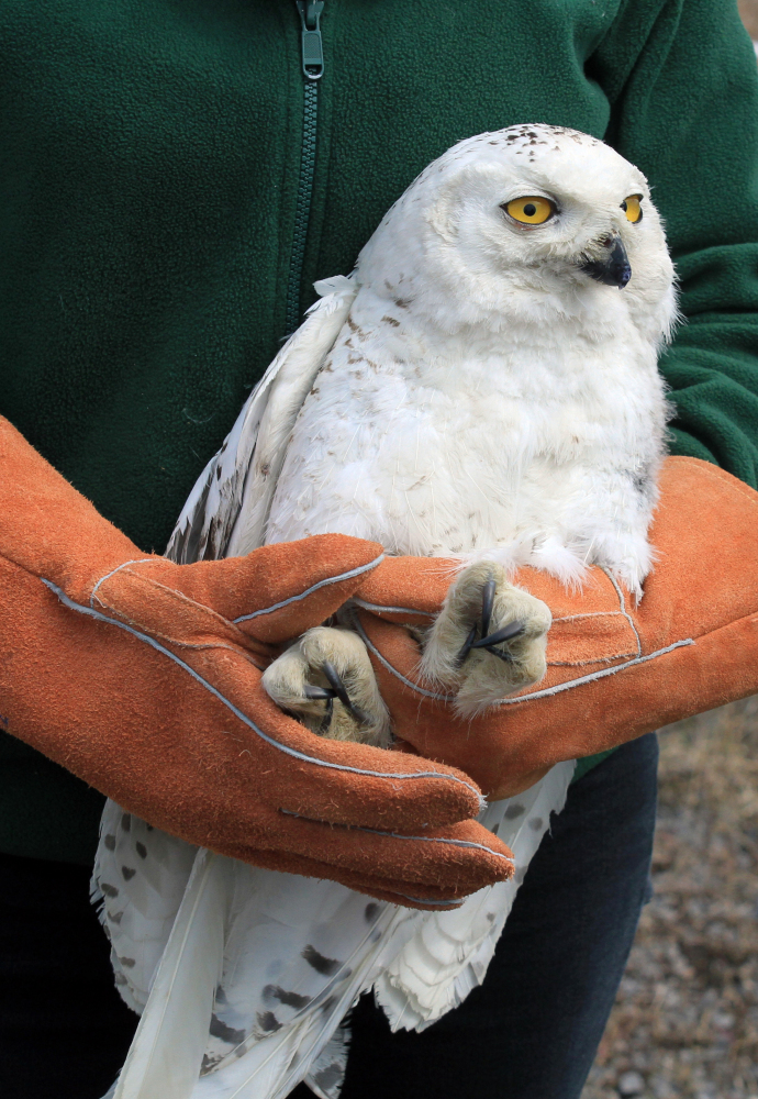 A snowy owl is set to be released Saturday near Superior, Wis.